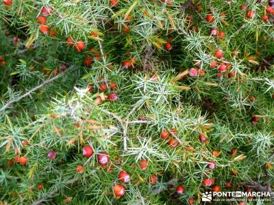 Cebreros - La Merina, Atalaya de ensueño - juniperus oxycedrus;senderismo iniciación